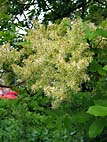 foto bomen: Pluimes__Fraxinus_ornus__Manna_Ash