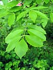 foto bomen: Pluimes__Fraxinus_ornus__Manna_Ash