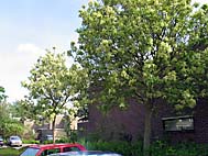 foto bomen: Pluimes__Fraxinus_ornus__Manna_Ash