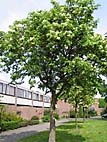 foto bomen: Pluimes__Fraxinus_ornus__Manna_Ash