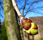 foto bomen: Rode_paardenkastanje__Aesculus_x_carnea__Red_horsechestnut 