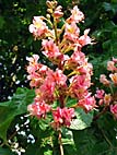 foto bomen: Rode_paardenkastanje__Aesculus_x_carnea__Red_horsechestnut 