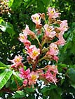 foto bomen: Rode_paardenkastanje__Aesculus_x_carnea__Red_horsechestnut 