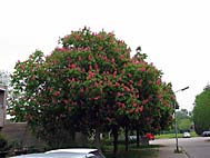 foto bomen: Rode_paardenkastanje__Aesculus_x_carnea__Red_horsechestnut 