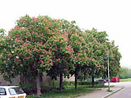 foto bomen: Rode_paardenkastanje__Aesculus_x_carnea__Red_horsechestnut 