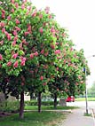 foto bomen: Rode_paardenkastanje__Aesculus_x_carnea__Red_horsechestnut 