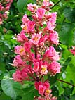 foto bomen: Rode_paardenkastanje__Aesculus_x_carnea__Red_horsechestnut 