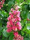 foto bomen: Rode_paardenkastanje__Aesculus_x_carnea__Red_horsechestnut 