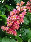 foto bomen: Rode_paardenkastanje__Aesculus_x_carnea__Red_horsechestnut 