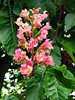 foto bomen: Rode_paardenkastanje__Aesculus_x_carnea__Red_horsechestnut 