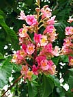 foto bomen: Rode_paardenkastanje__Aesculus_x_carnea__Red_horsechestnut 