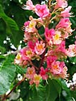 foto bomen: Rode_paardenkastanje__Aesculus_x_carnea__Red_horsechestnut 