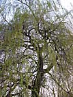 foto bomen: Treurwilg__Salix_x_sepulcralis__Weeping_willow 