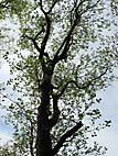 foto bomen: Tulpenboom__Liriodendron_tulipifera__Tulip_tree