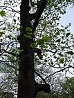 foto bomen: Tulpenboom__Liriodendron_tulipifera__Tulip_tree