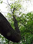 foto bomen: Tulpenboom__Liriodendron_tulipifera__Tulip_tree
