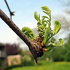 foto bomen: Witte_acacia__Robinia_pseudoacacia__Black_locust 