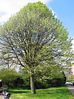 foto bomen: Zilverlinde__Tilia_tomentosa__Silver_linden 