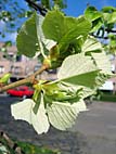 foto bomen: Zilverlinde__Tilia_tomentosa__Silver_linden 