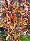 foto bomen: Zoete_kers__Prunus_avium__Sweet_cherry