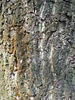 foto bomen: Zomereik__Quercus_robur__English_oak 