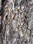 foto bomen: Zwarte_berk__Betula_nigra__River_birch