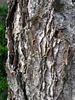 foto bomen: Zwarte_berk__Betula_nigra__River_birch