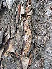 foto bomen: Zwarte_berk__Betula_nigra__River_birch