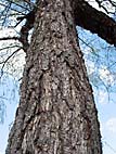 foto bomen: Zwarte_berk__Betula_nigra__River_birch