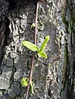 foto bomen: Zwarte_berk__Betula_nigra__River_birch