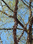 foto bomen: Zwarte_berk__Betula_nigra__River_birch