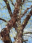 foto bomen: Zwarte_berk__Betula_nigra__River_birch