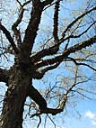 foto bomen: Zwarte_berk__Betula_nigra__River_birch