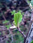 foto bomen: Zwarte_els__Alnus_glutinosa__Common_alder 