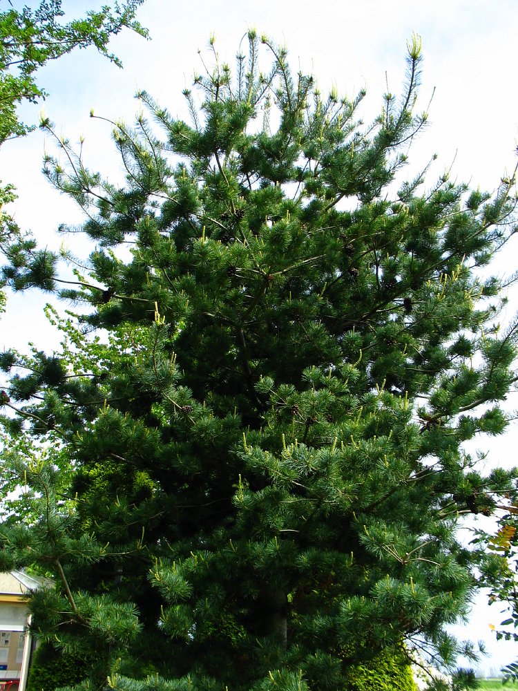 Grote Pinus Fotos