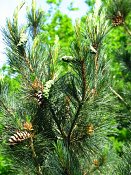 summer photograph Balkanden__Pinus_peuce__Balkan_pineimg_8075.jpg