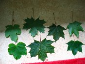 summer photograph Colchische_esdoorn__Acer_cappadocicum__Cappadocian_mapleimg_7972.jpg