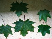 summer photograph Colchische_esdoorn__Acer_cappadocicum__Cappadocian_mapleimg_7973.jpg