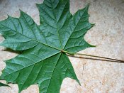 summer photograph Colchische_esdoorn__Acer_cappadocicum__Cappadocian_mapleimg_7976.jpg