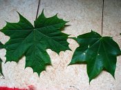 summer photograph Colchische_esdoorn__Acer_cappadocicum__Cappadocian_mapleimg_7979.jpg