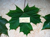 summer photograph Colchische_esdoorn__Acer_cappadocicum__Cappadocian_mapleimg_7982.jpg