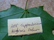 summer photograph Colchische_esdoorn__Acer_cappadocicum__Cappadocian_mapleimg_7985.jpg