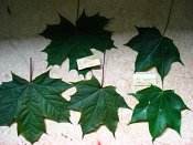 summer photograph Colchische_esdoorn__Acer_cappadocicum__Cappadocian_mapleimg_7988.jpg