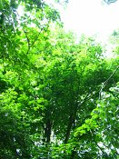 summer photograph Colchische_esdoorn__Acer_cappadocicum__Cappadocian_mapleimg_7989.jpg