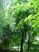 summer photograph Colchische_esdoorn__Acer_cappadocicum__Cappadocian_mapleimg_7990.jpg