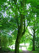 summer photograph Colchische_esdoorn__Acer_cappadocicum__Cappadocian_mapleimg_7992.jpg