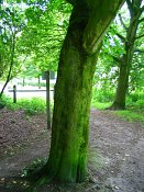 summer photograph Colchische_esdoorn__Acer_cappadocicum__Cappadocian_mapleimg_7993.jpg