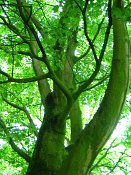 summer photograph Colchische_esdoorn__Acer_cappadocicum__Cappadocian_mapleimg_7994.jpg