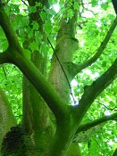 summer photograph Colchische_esdoorn__Acer_cappadocicum__Cappadocian_mapleimg_7995.jpg