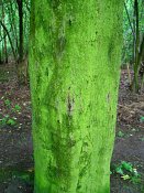 summer photograph Colchische_esdoorn__Acer_cappadocicum__Cappadocian_mapleimg_7997.jpg